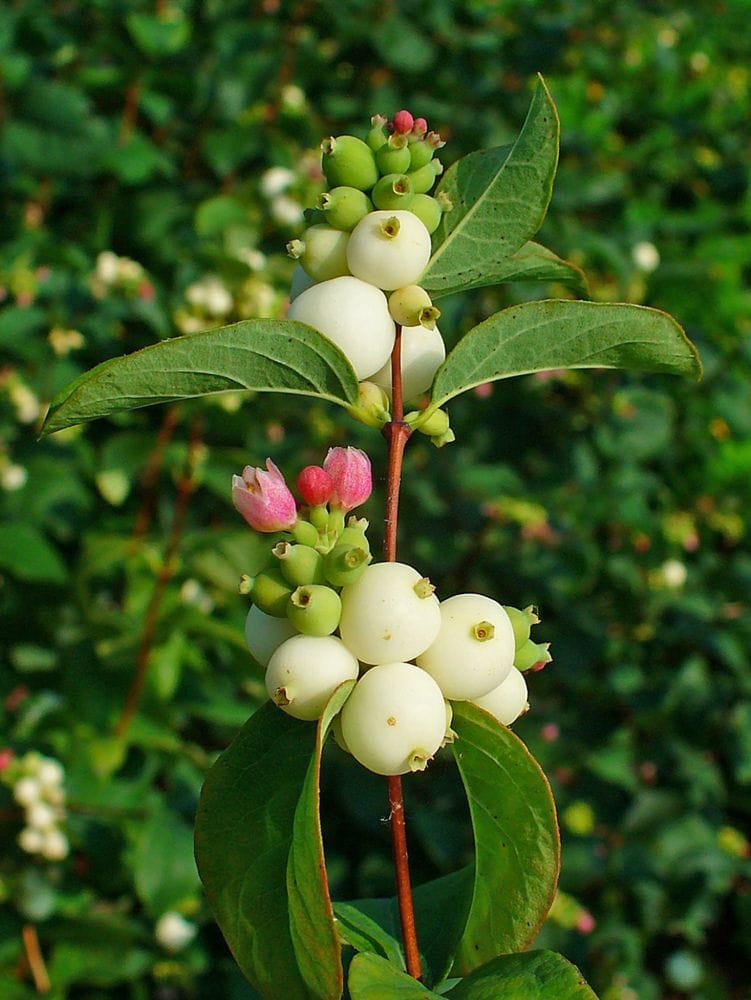Symphoricarpus albus